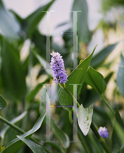 Picture of Pontederia cordata 'Giant'