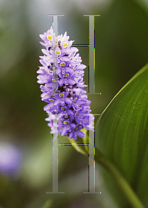 Picture of Pontederia cordata 'Giant'