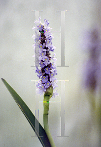 Picture of Pontederia cordata 'Giant White'