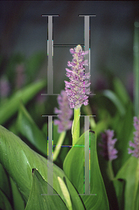 Picture of Pontederia cordata 'Lavender Pink'