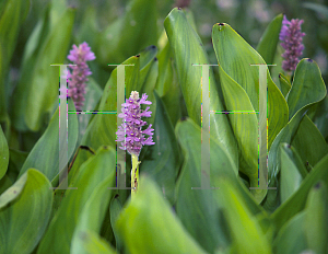 Picture of Pontederia cordata 'Lavender Pink'