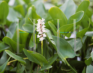 Picture of Pontederia cordata 'White'