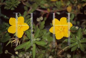 Picture of Ludwigia peploides 