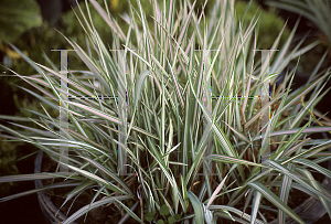 Picture of Phalaris arundinacea 'Feesey'