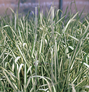 Picture of Phalaris arundinacea 'Feesey'