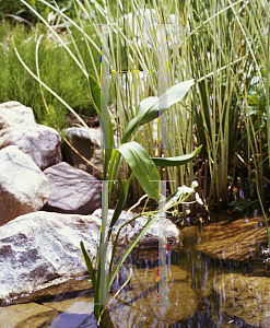Picture of Sagittaria ssp. 