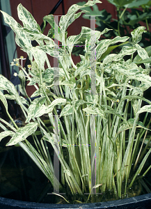 Sagittaria graminea 'Crushed Ice' — Florida Aquatic Nurseries