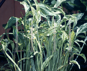 Picture of Sagittaria graminea 'Crushed Ice'