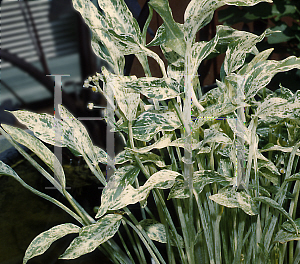 Picture of Sagittaria graminea 'Crushed Ice'