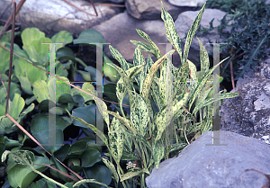 Picture of Sagittaria graminea 'Crushed Ice'