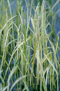 Sagittaria graminea 'Crushed Ice' — Florida Aquatic Nurseries