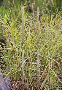 Picture of Carex elata 
