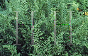 Picture of Athyrium filix-femina 'Vernoniae'