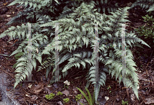 Picture of Athyrium nipponicum 'Pictum'