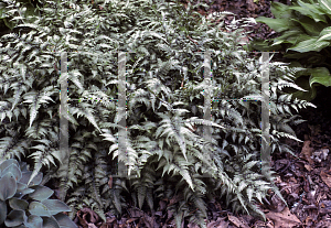 Picture of Athyrium nipponicum 'Pictum'