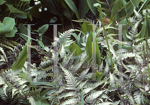 Picture of Athyrium frangulum 