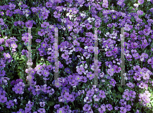 Picture of Aubrieta  'Blue Emperor'