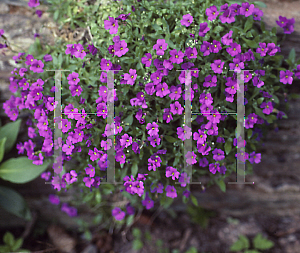 Picture of Aubrieta deltoidea 