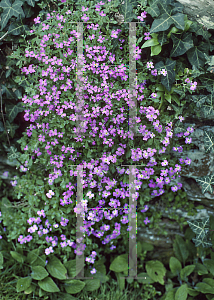 Picture of Aubrieta deltoidea 