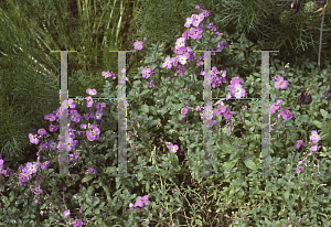 Picture of Aubrieta gracilis 