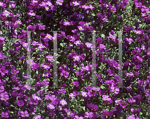 Picture of Aubrieta  'Ina den Ouden'