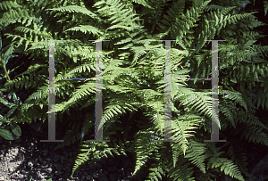 Picture of Athyrium filix-femina 'Minutissimum'