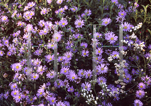 Picture of Aster x frikartii 'Monch'