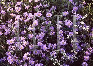 Picture of Aster x frikartii 'Monch'