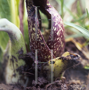 Picture of Symplocarpus foetidus 