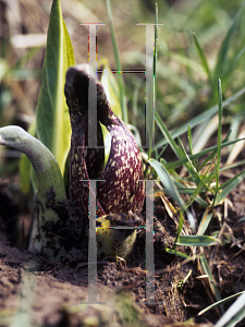 Picture of Symplocarpus foetidus 