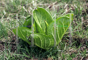 Picture of Symplocarpus foetidus 