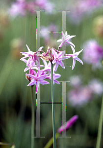 Picture of Tulbaghia violacea 