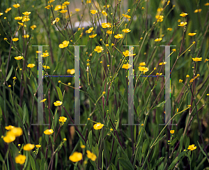 Picture of Ranunculus flammula 