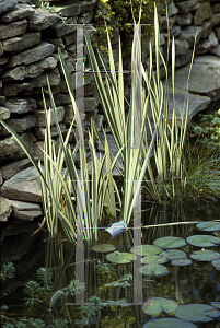 Picture of Acorus calamus 'Variegatus'