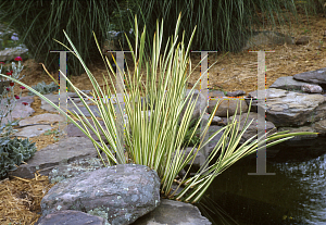 Picture of Acorus calamus 'Variegatus'