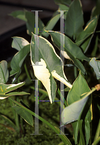 Picture of Peltandra virginica 'Variegata'