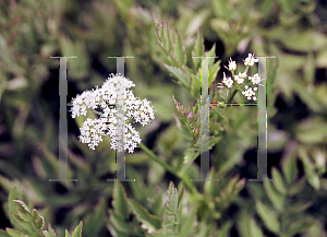 Picture of Oenanthe javanica 'Flamingo'