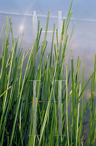 Picture of Eleocharis tuberosa 