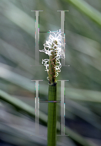 Picture of Eleocharis tuberosa 