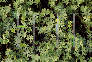 Picture of Marsilea schelpiana 