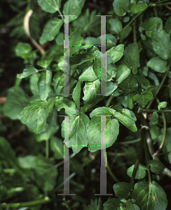 Picture of Nasturtium officinale 