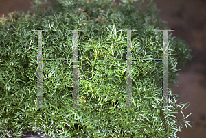 Picture of Ranunculus aquatilis 