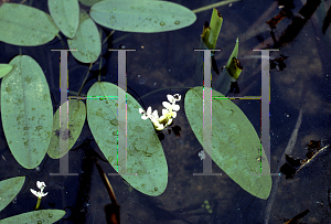 Picture of Aponogeton distachyos 