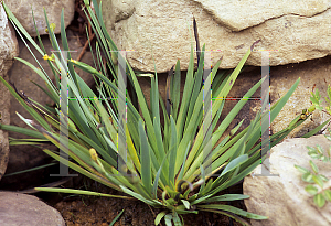 Picture of Sisyrinchium californicum 