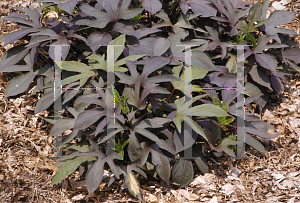 Picture of Ipomoea batatas 'Sweet Caroline Purple'