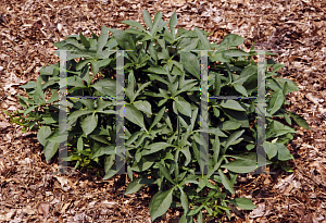 Picture of Ipomoea batatas 'Sweet Caroline Light Green'