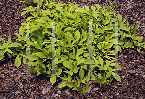 Picture of Ipomoea batatas 'Sweet Caroline Bright Green'