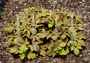 Picture of Ipomoea batatas 'Sweet Caroline Bronze'