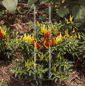 Picture of Capsicum annuum var. annuum 'Chilly Chili'