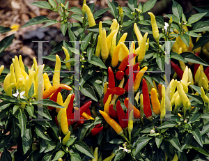 Picture of Capsicum annuum var. annuum 'Chilly Chili'